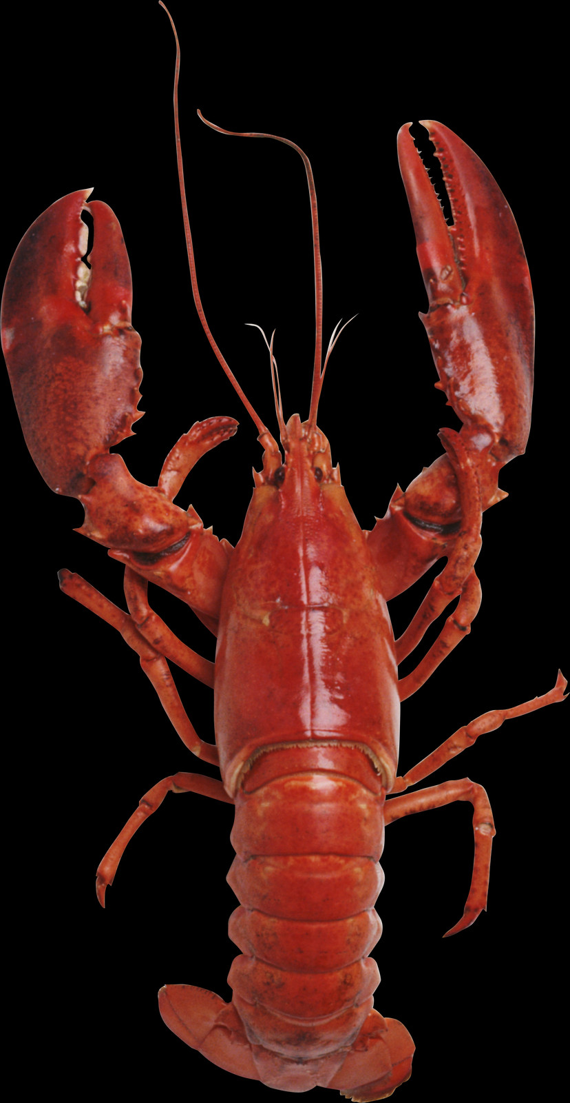 Wallpaper Clipart (828x1600), Png Download