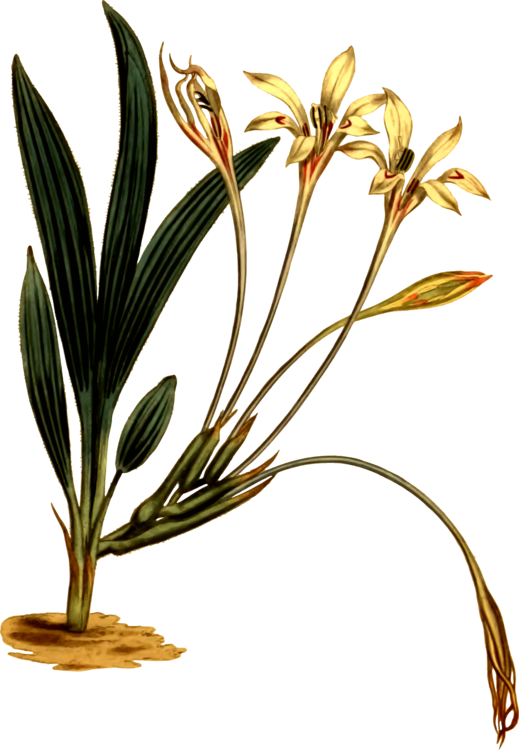 Grasses Flowerpot Plant Stem - Herbaceous Plant Clipart (519x750), Png Download