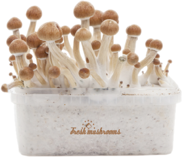 Amazonian Xp Fresh Magic Mushrooms Grow Kit - Mushroom Clipart (650x650), Png Download
