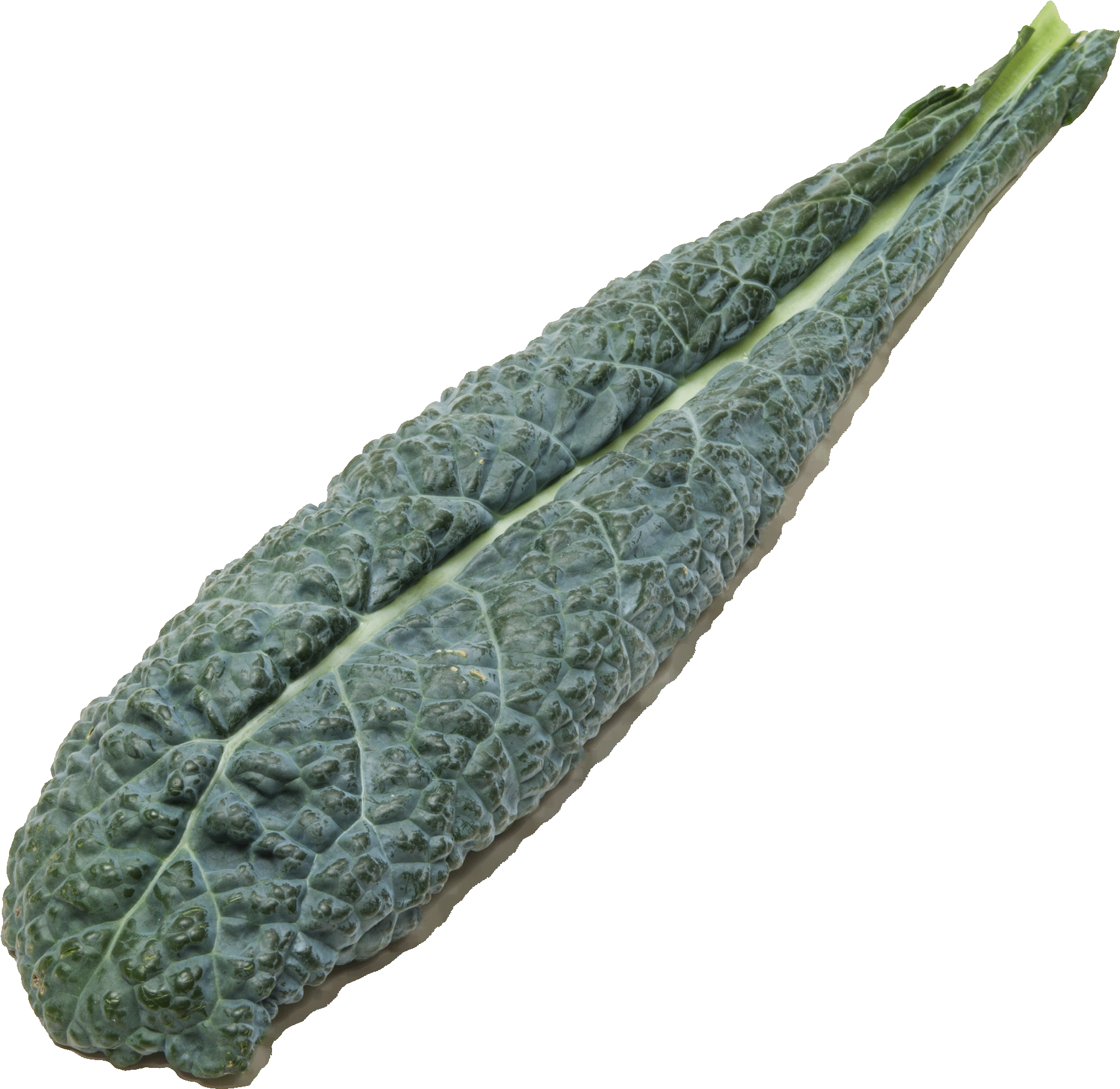 Comparing Kale - Lacinato Kale Clipart (2366x1893), Png Download