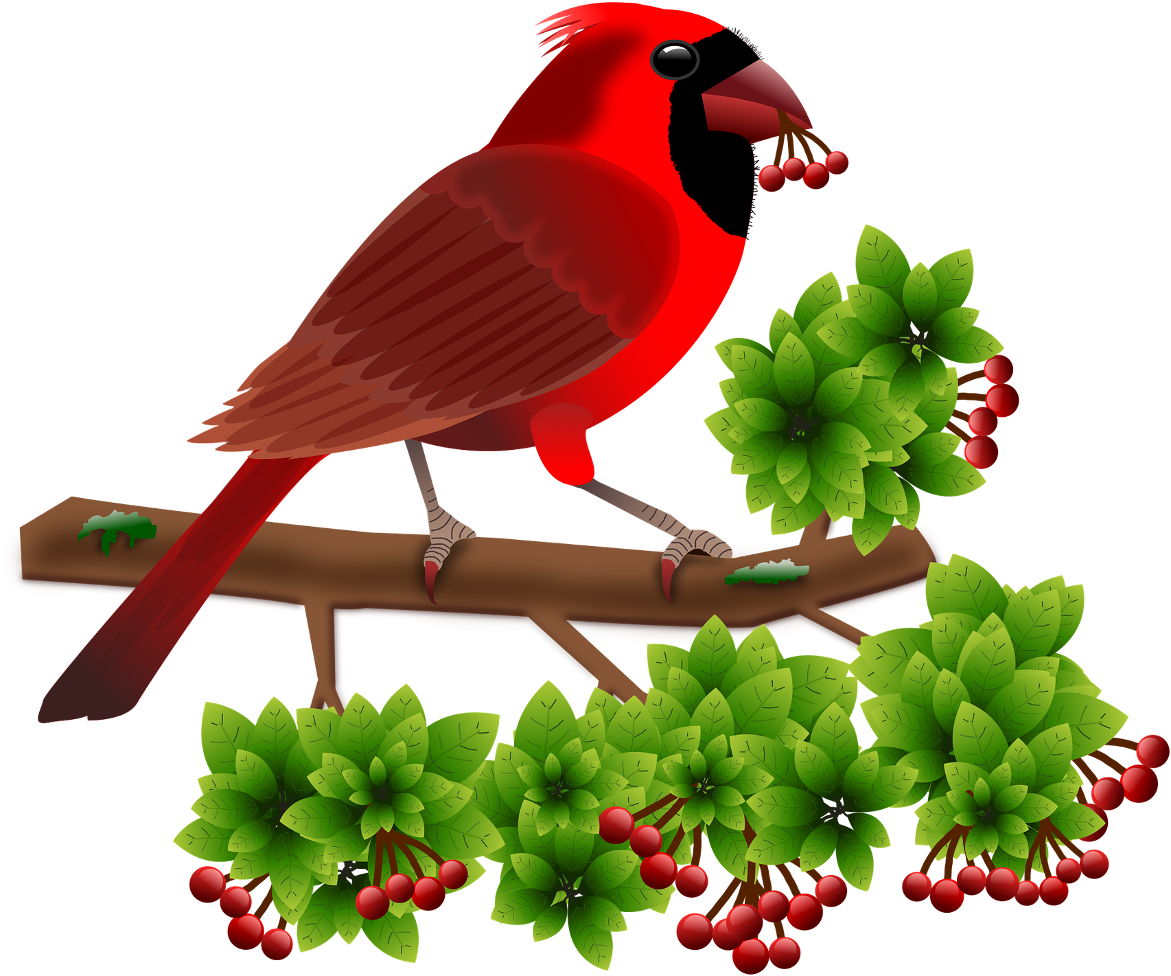 Cardinal Birds Animals Berries Png Image - Gambar Bergerak Burung Png Clipart (1280x1280), Png Download