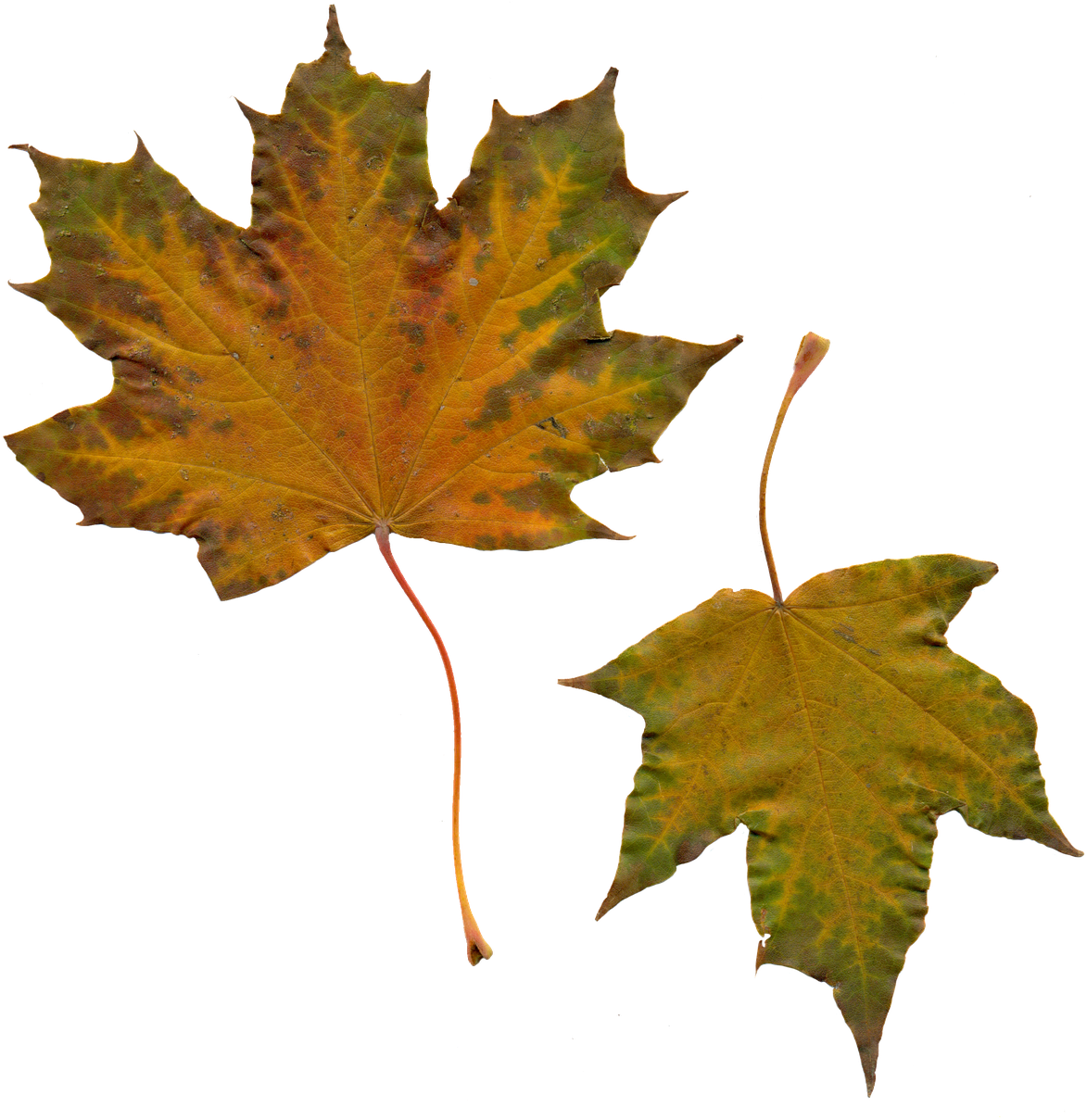 Leaves Sheet Maple Autumn Leaves Png Image - Leaf Clipart (1184x1280), Png Download