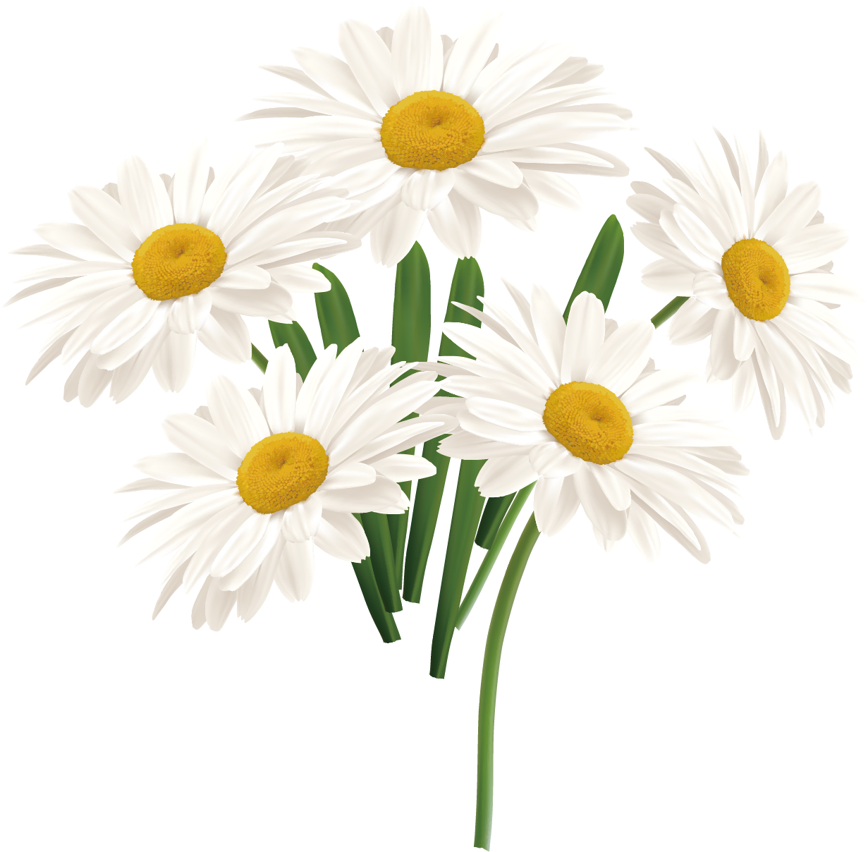 Flower Common Daisy - White Sun Flower Png Clipart (1500x1500), Png Download
