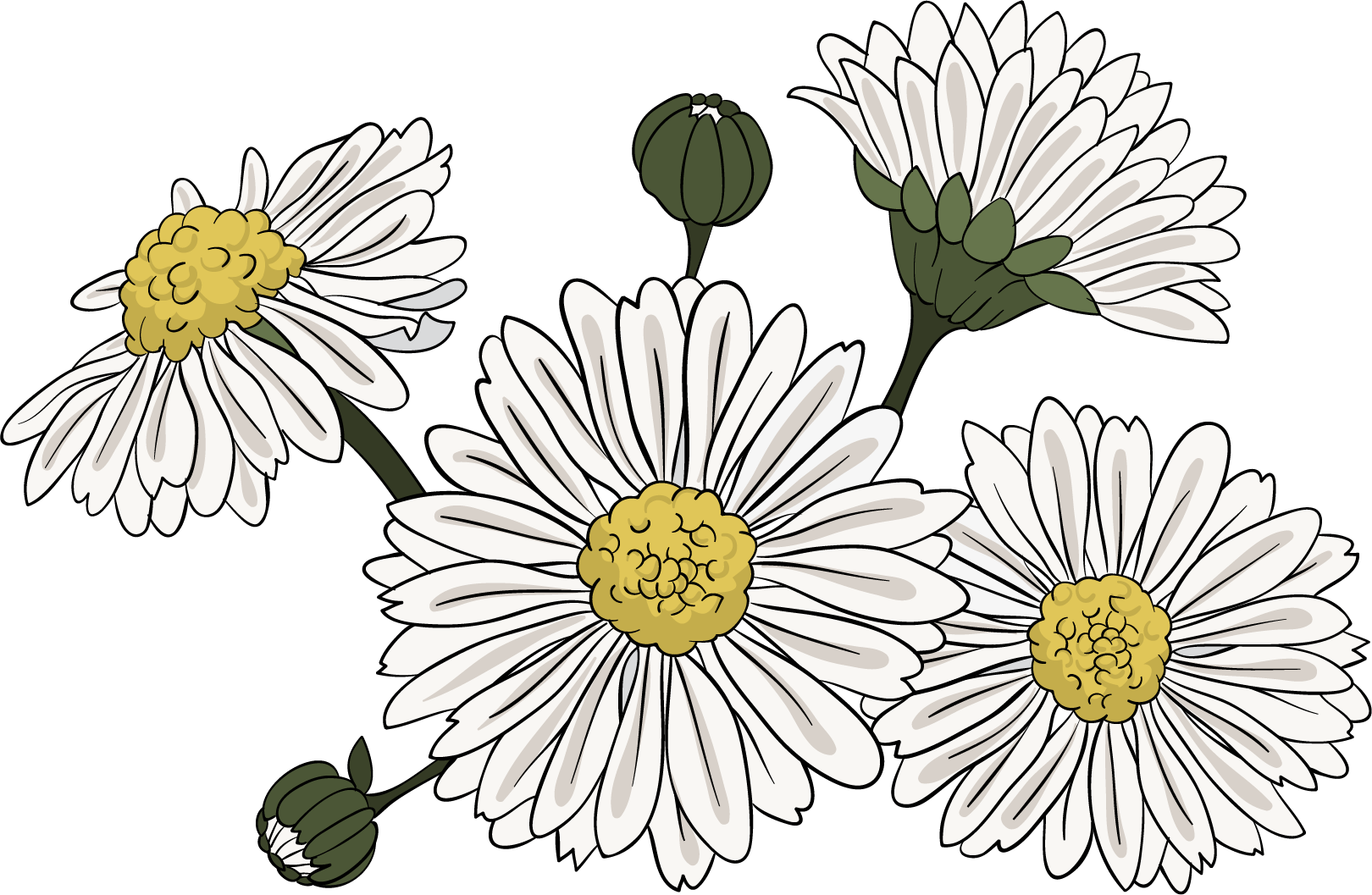 Common Daisy Chrysanthemum Indicum Clip Art - Chrysanthemum Clipart Png Transparent Png (1620x1057), Png Download