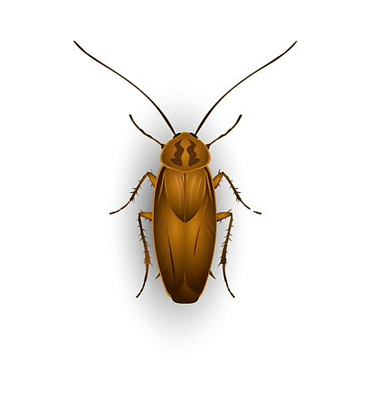 #ftestickers #cockroach #beetle #insect #cockroaches - Leaf Beetle Clipart (528x581), Png Download
