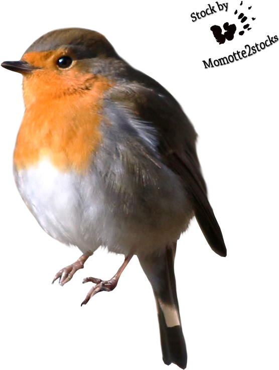 Robin Png Bird - Robin Cut Out Clipart (659x792), Png Download