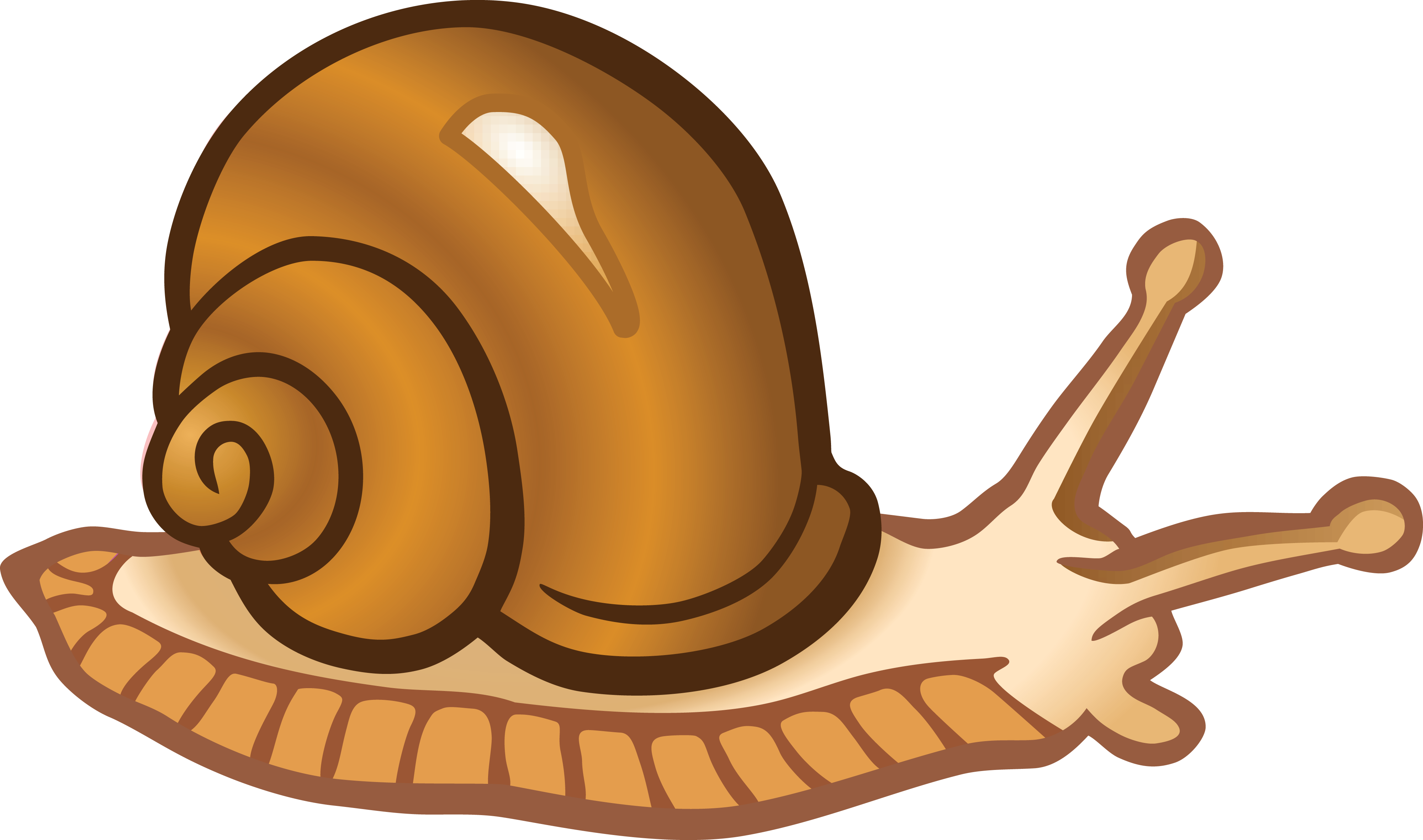 Snail Image - Clipart Picture Of Snail - Png Download (4000x2362), Png Download