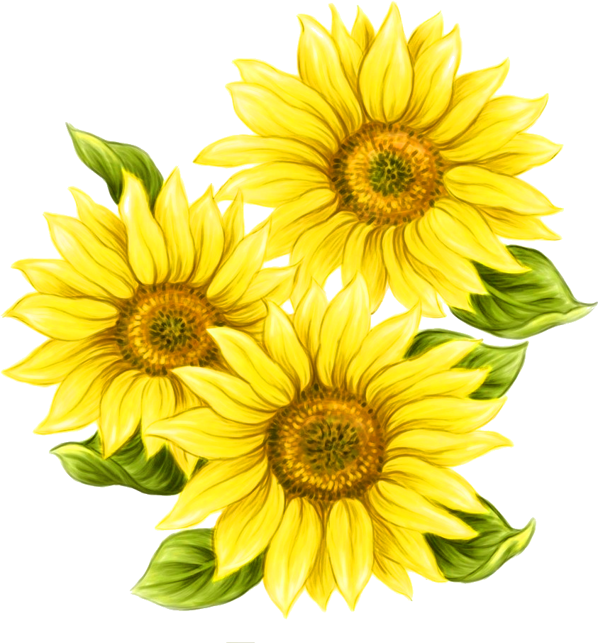 Sunflowers Png Painted - Watercolor Sunflower Png Clipart (912x1024), Png Download