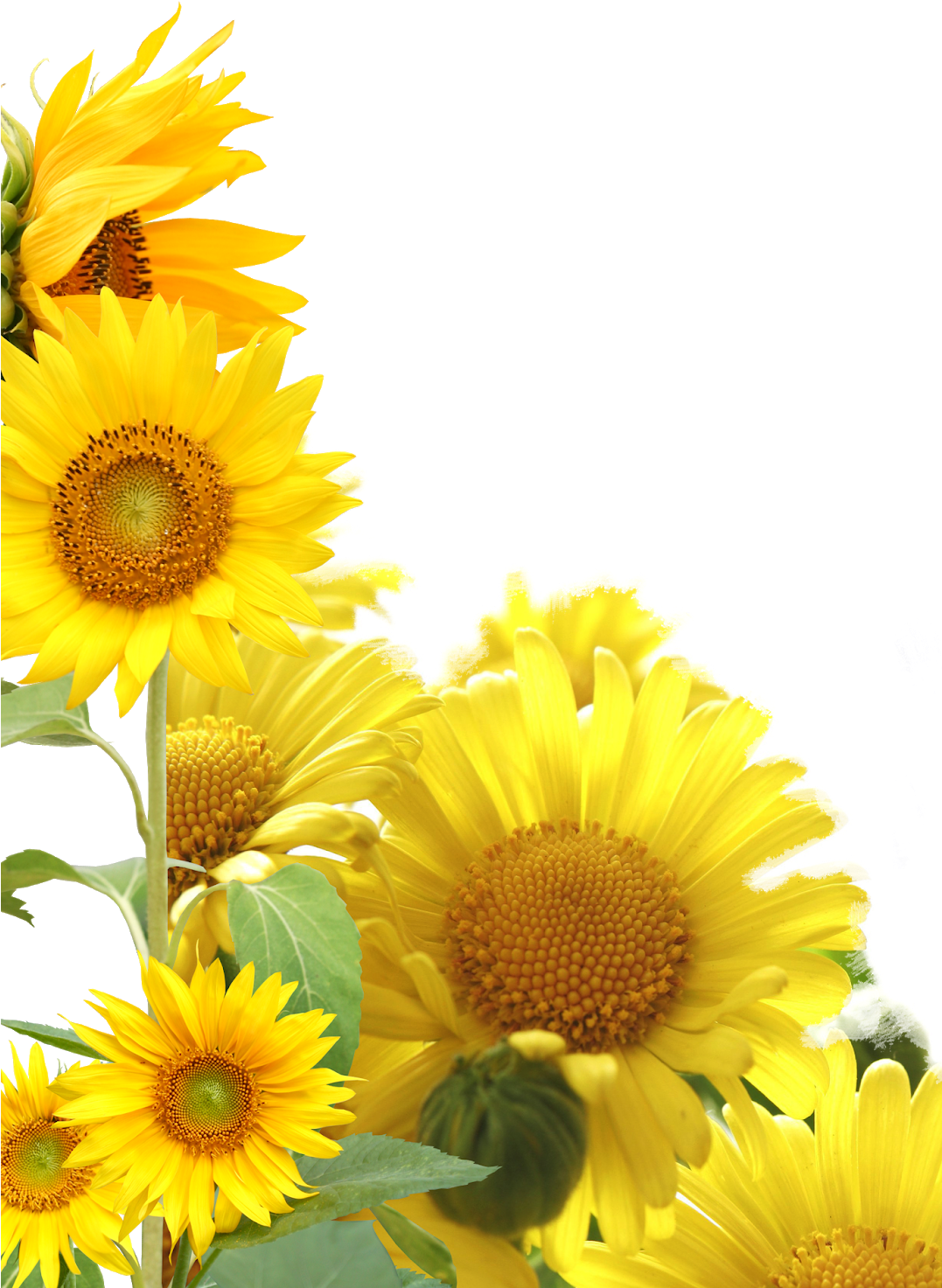 Sunflower Frame Clipart - Hoa Huong Duong Psd - Png Download (1076x1600), Png Download