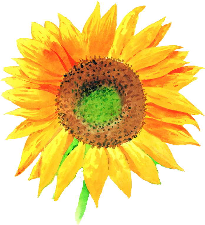 Common Sunflower Watercolor Painting Sunflower Png, - Drawing Of Sunflower With Colour Clipart (724x832), Png Download