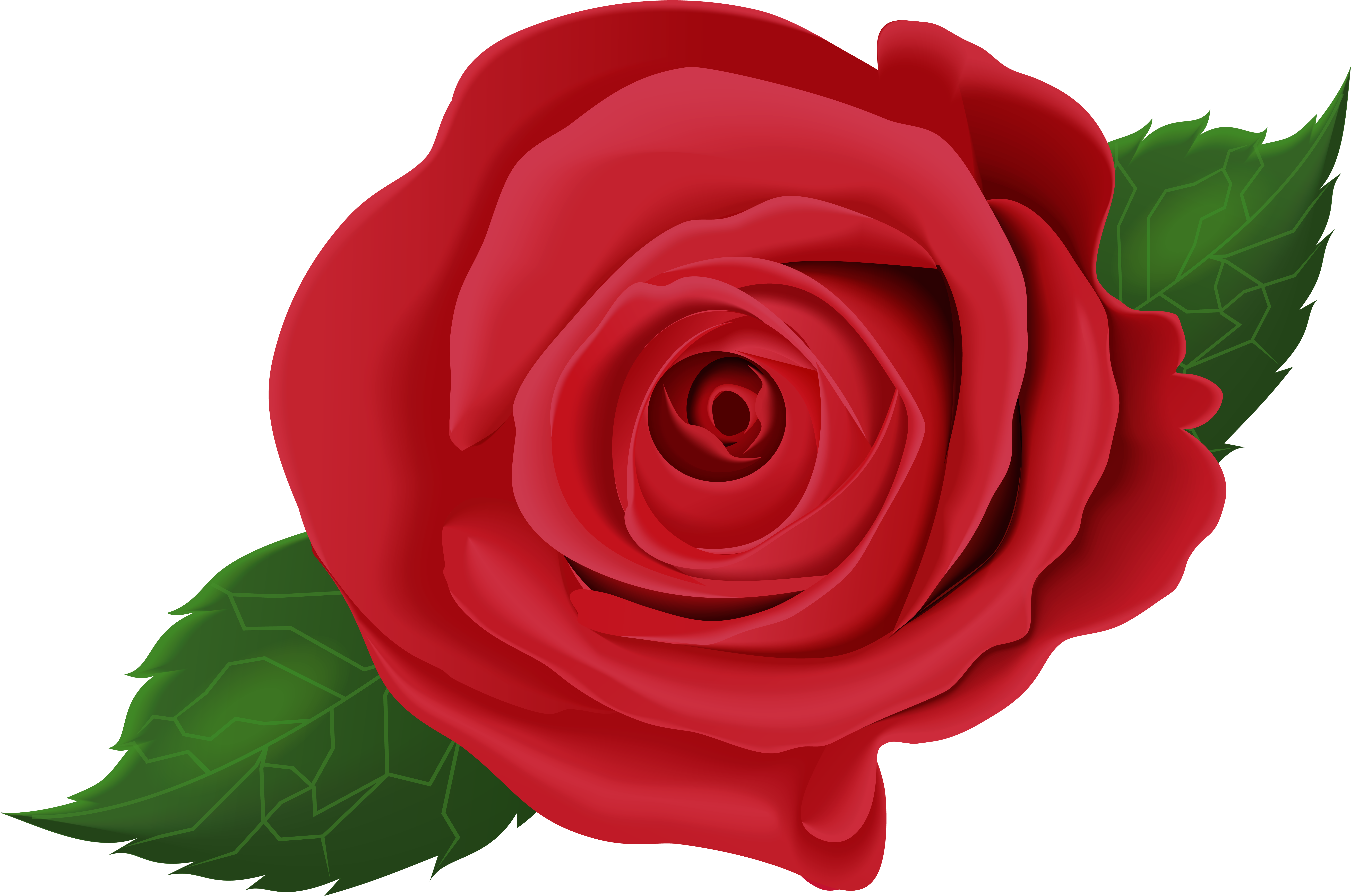 View Full Size - Red Rose With Leaf Clipart (8000x5329), Png Download