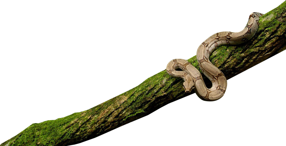 On Psd Official - Snake On Tree Png Clipart (1000x511), Png Download