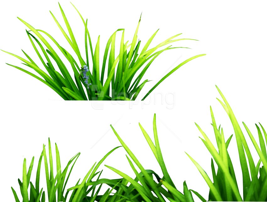 Free Png Download Grass Clipart Png Photo Png Images - Png Effect For Picsart Transparent Png (850x645), Png Download