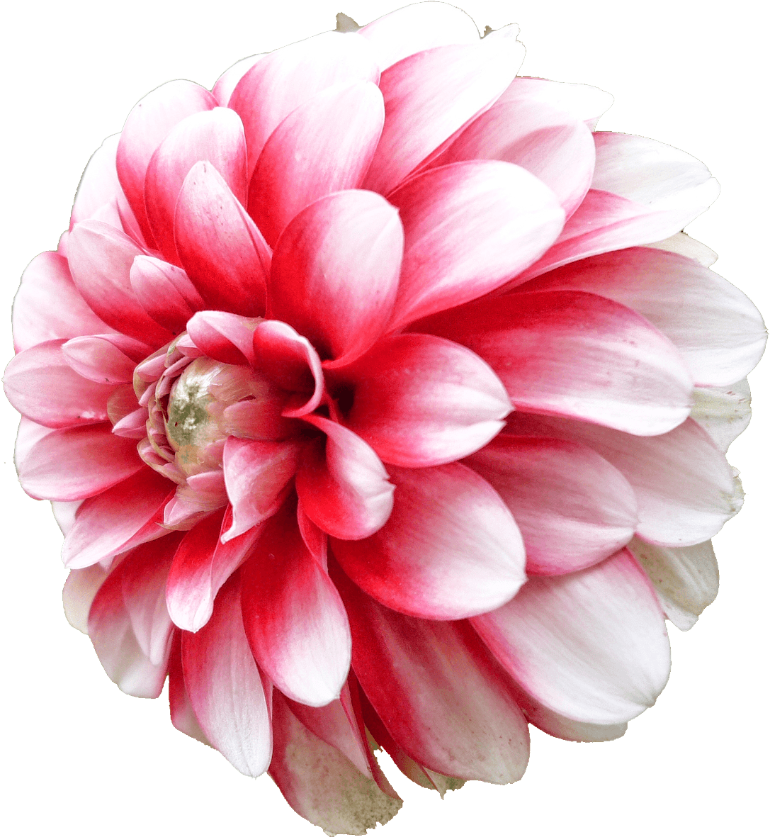 Dahlia White Pink - Png Dahlia Clipart (1600x1200), Png Download