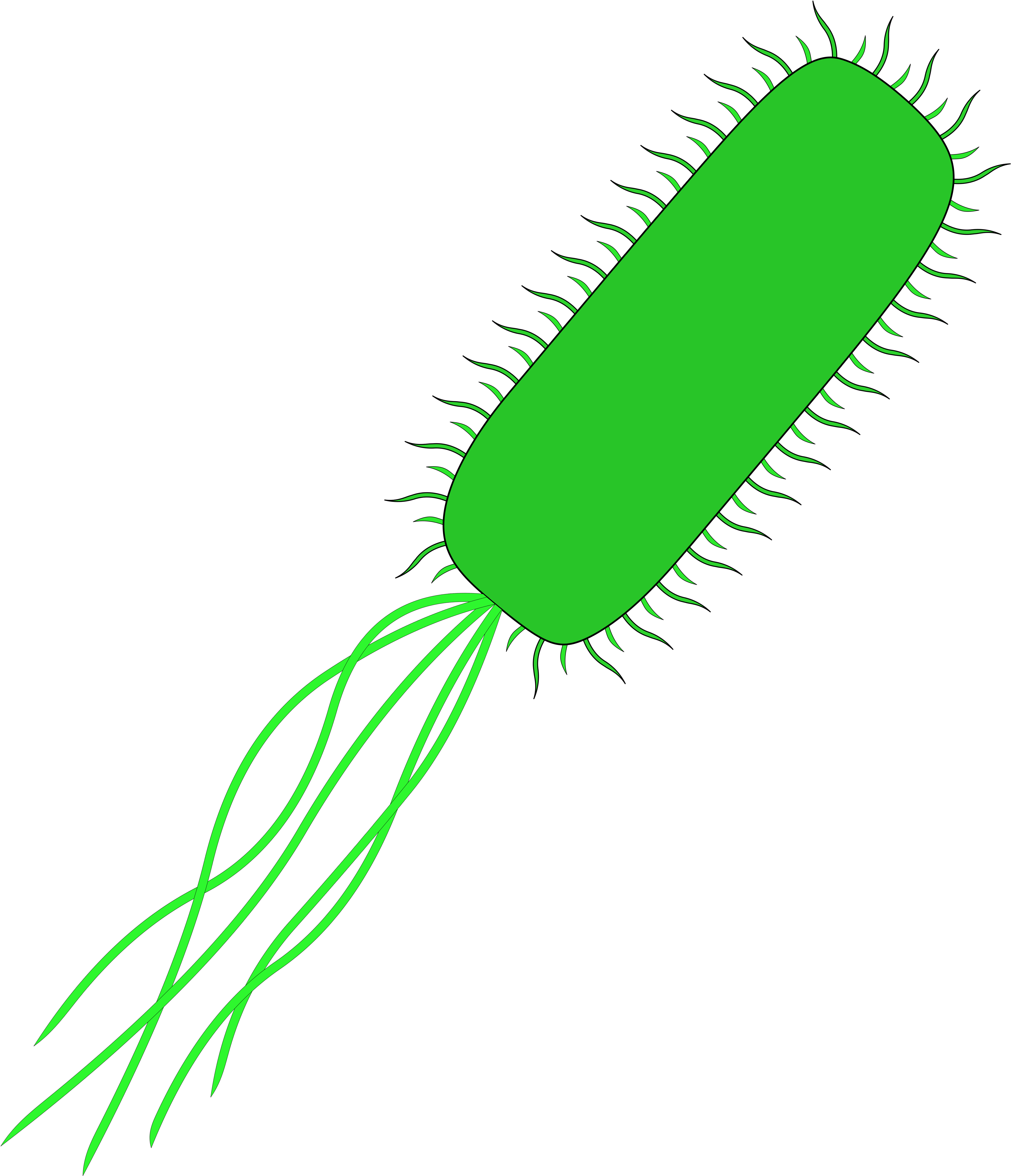 Svg Transparent Stock Bacteria Transparent E Coli - E Coli No Background Clipart (5011x5571), Png Download