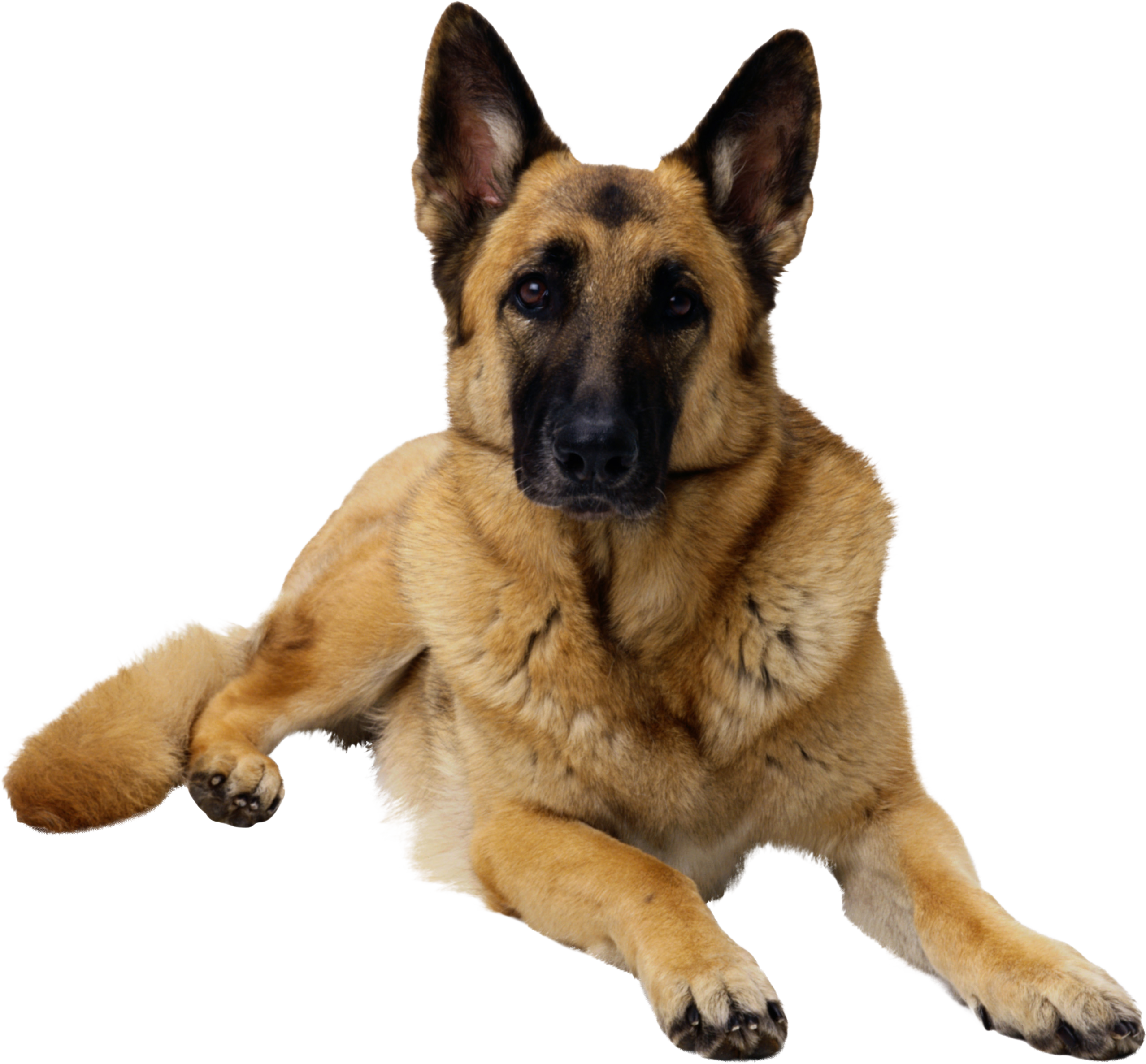 Картинка собаки png