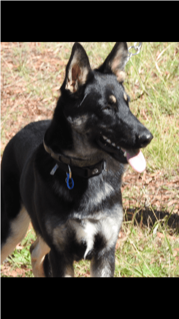 East-european Shepherd Clipart (638x638), Png Download