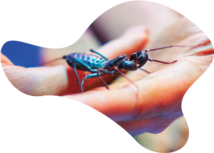 Whip-sq - Damselfly Clipart (720x720), Png Download