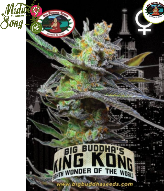 Big Buddha - King Kong - Big Buddha Seeds Clipart (650x650), Png Download