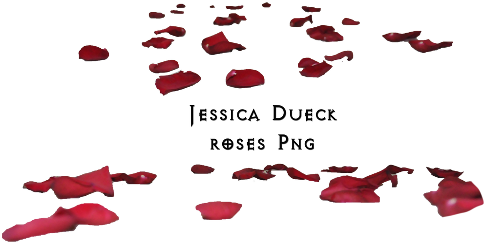 Red Rose Petals Png - Transparent Rose Petals Png Clipart (1024x566), Png Download