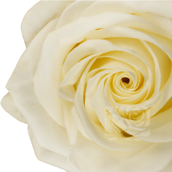 White Roses - Hybrid Tea Rose Clipart (658x597), Png Download