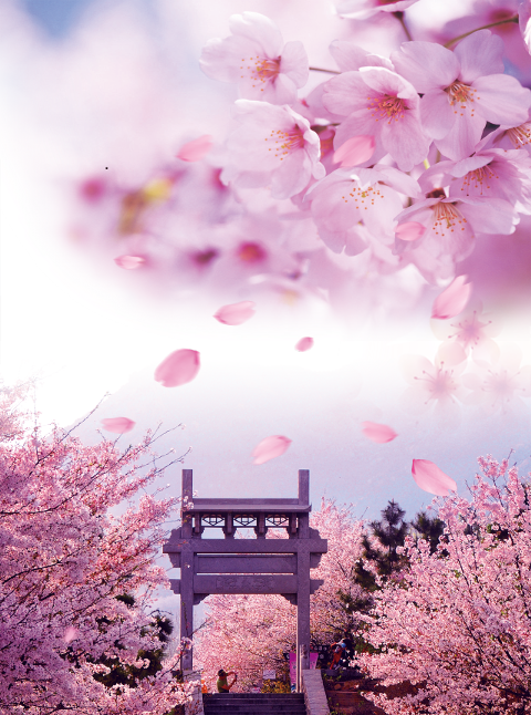 Cherry Blossom Clipart (480x646), Png Download