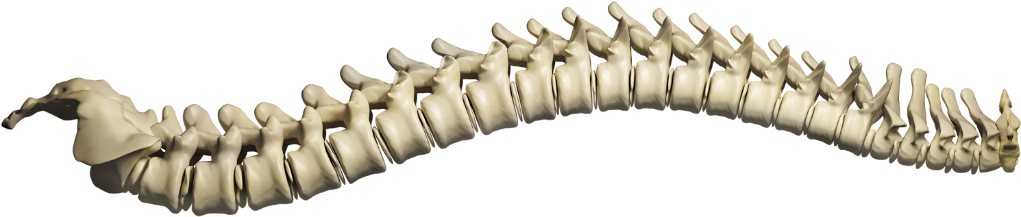 Scoliosis Lets Create Awareness Clipart (1600x765), Png Download