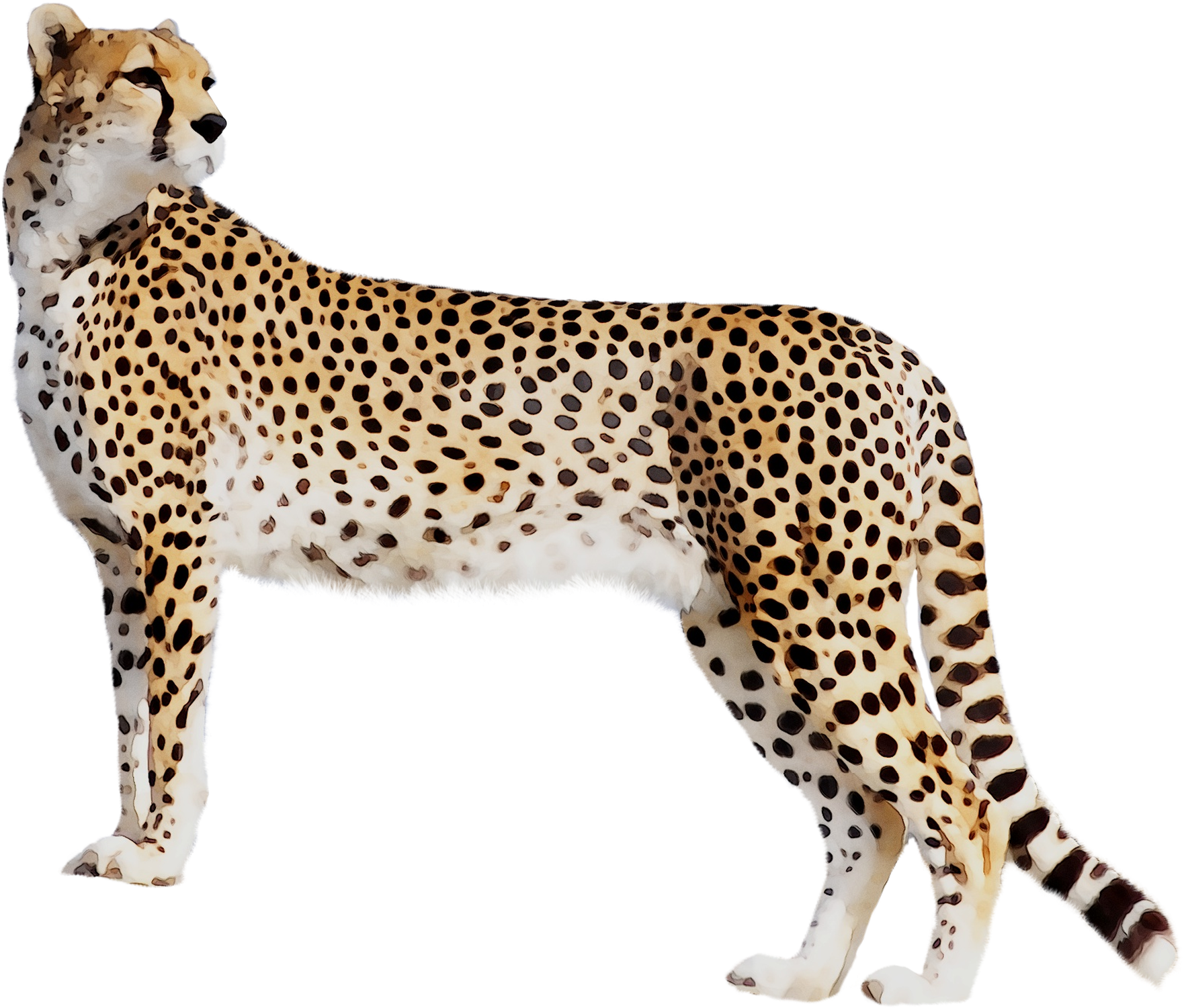 Panther Leopard Cat Tiger Black Cheetah Clipart - Cheetah Full Hd - Png Download (1881x1599), Png Download