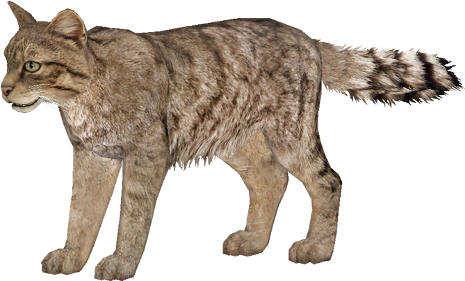 Wild Cats Png - Wild Cat Png Clipart (800x600), Png Download