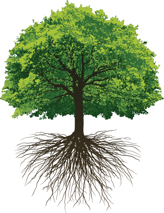 Great Oak Roots - Oak Tree With Roots Png Clipart (525x681), Png Download