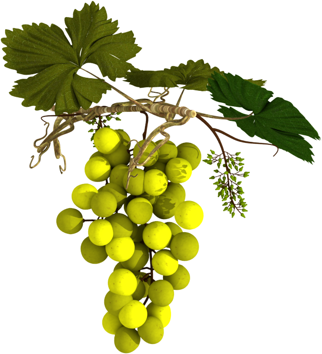 Different Type Of Grape With Different Color - Seedless Fruit Clipart (675x768), Png Download