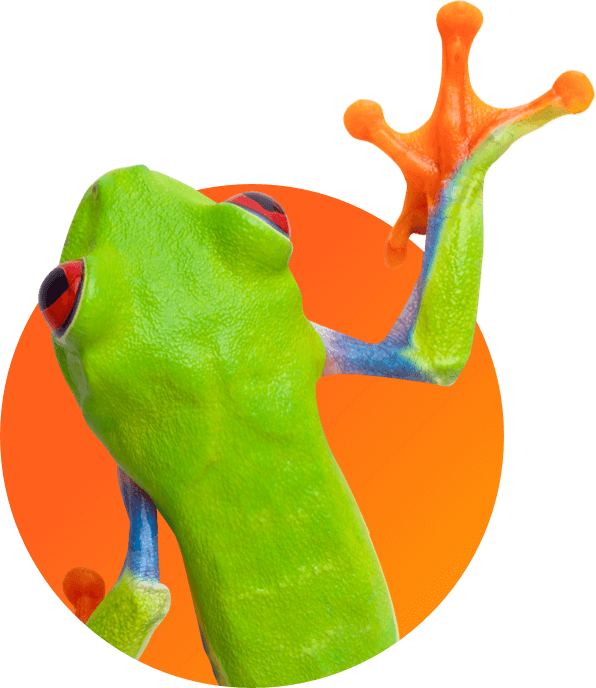 A Frog - Tree Frog Clipart (596x688), Png Download
