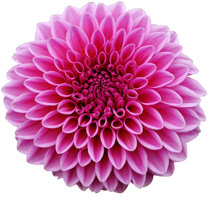 Dahlia Png Pic - Dahlia Png Clipart (960x640), Png Download