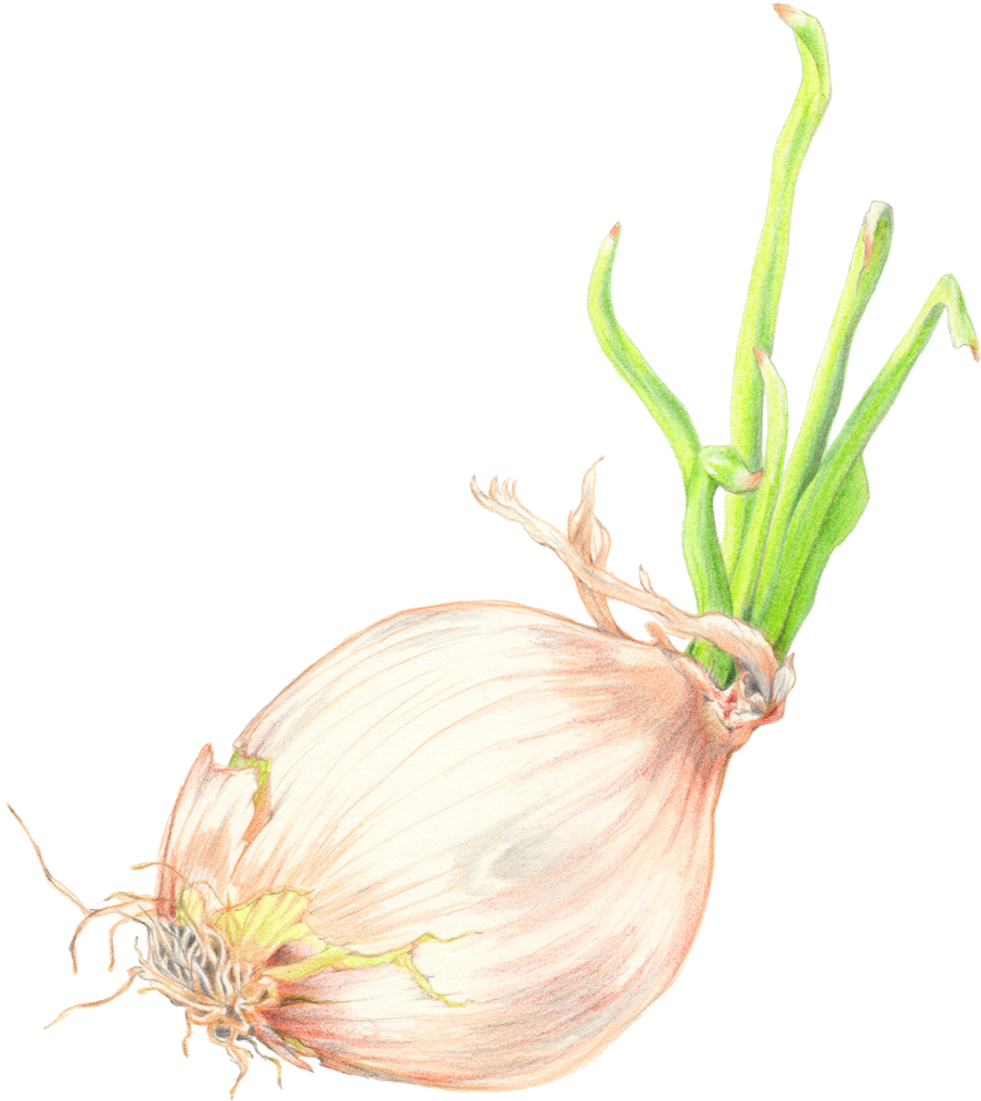 Drawing Vegetables Onion - Red Onion Clipart (1200x1200), Png Download
