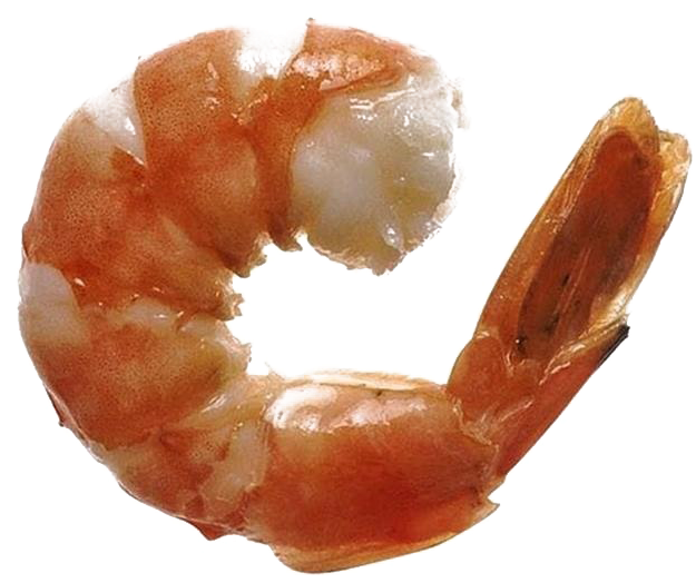 Ocean Shrimp Transparent Free Png - Shrimp Clipart (986x555), Png Download