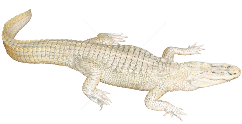 Free Png Download White Crocodile Png Images Background - White Crocodile Png Clipart (850x507), Png Download