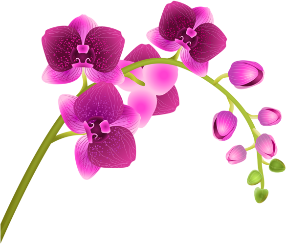 Orchid Clipart - Png Download (600x541), Png Download