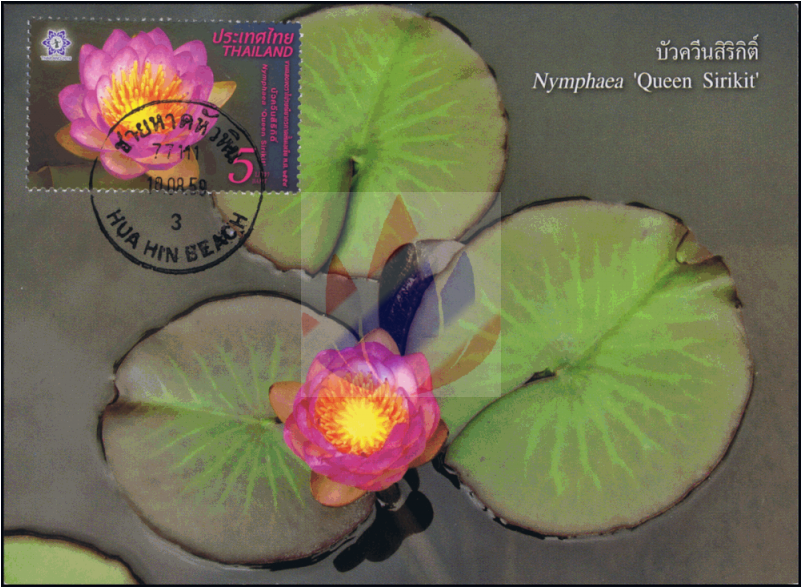 Thailand 2016, Bangkok - Water Lily Clipart (800x800), Png Download