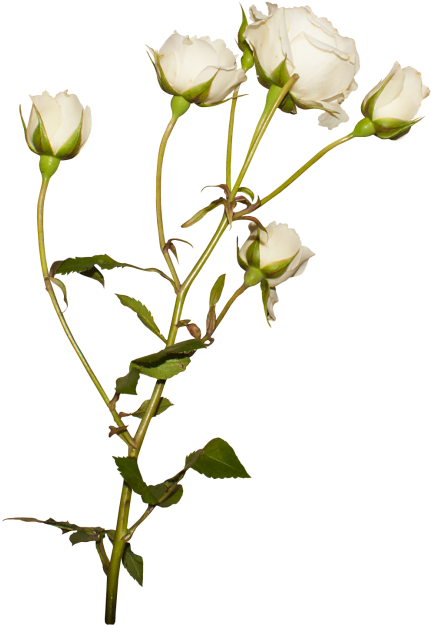 Download High Resolution Png - Rosa Rubiginosa Clipart (866x650), Png Download