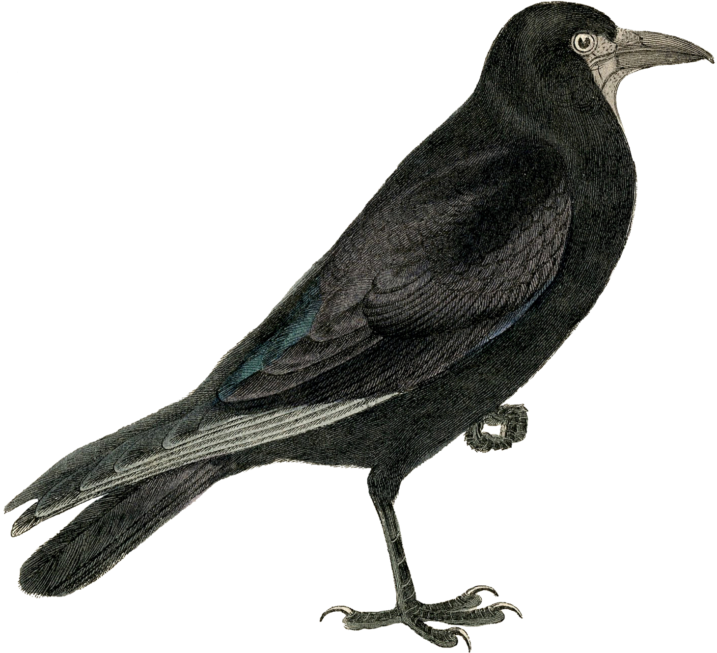 Halloween Crow Download Png Image - Vintage Crows Clipart (1500x1391), Png Download
