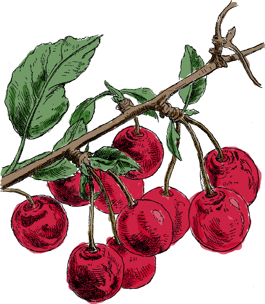 Digital Cherry Clip Art - Cherry - Png Download (891x1022), Png Download