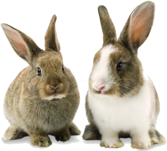 Rabbit Bunny Png Background Image - Transparent Background Bunnies Png Clipart (688x598), Png Download