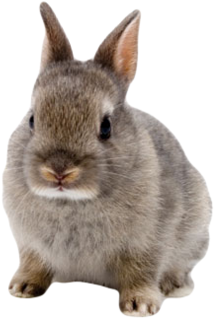 Rabbit Png Free Download - Bunny With Transparent Background Clipart (600x664), Png Download