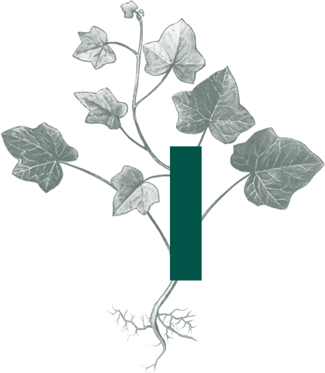 Ivy Paysagiste Ivy Paysagiste - Buttercup Clipart (926x939), Png Download