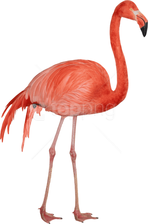 Free Png Download Flamingo Png Images Background Png - Flamingo Transparent Background Png Clipart (480x728), Png Download