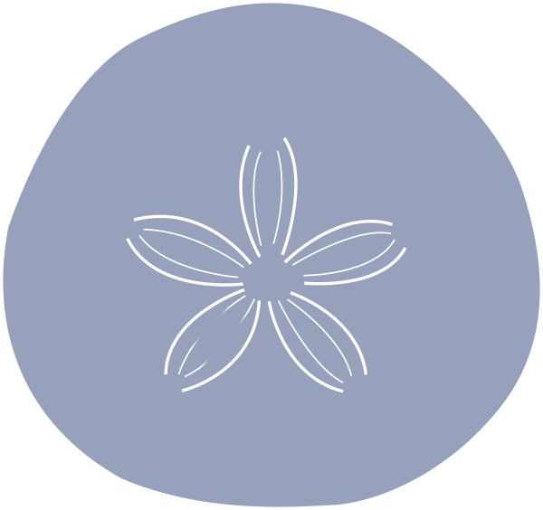 Sand Dollar Png - Circle Clipart (600x564), Png Download