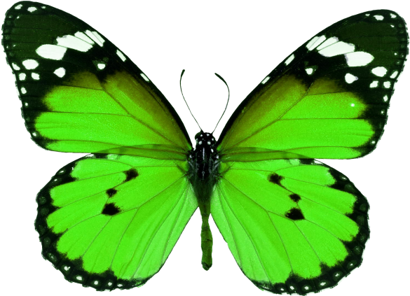 Butterfly - Asas De Borboleta Monarca Clipart (866x650), Png Download