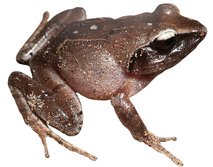 Royalty Free Library Clip Art Brown Coqui - Black Frog No Background - Png Download (827x549), Png Download