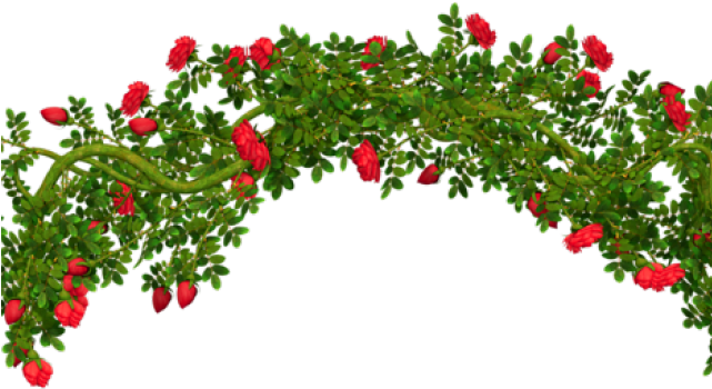 Shrub Clipart Blackberry Bush - Rose Bush Clipart Png Transparent Png (640x480), Png Download