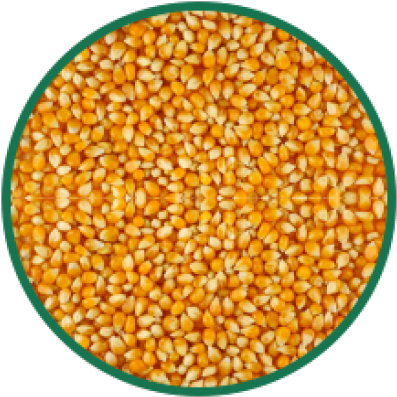 Corn Png Transparent Images - Seeds Of Corn Clipart (640x480), Png Download